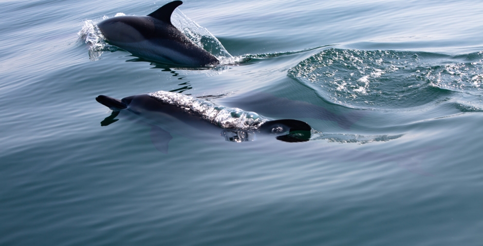 Mevagissey Sea Safaris