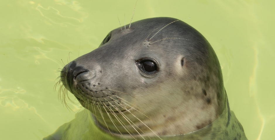 Mevagissey Sea Safaris