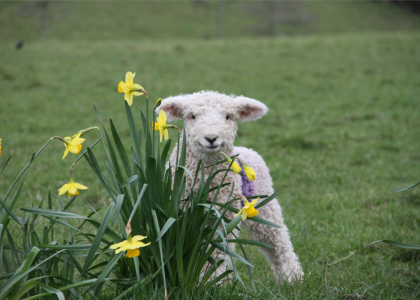 Green and gorgeous Easter days out