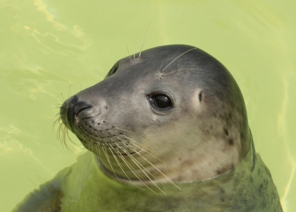 Mevagissey Sea Safaris